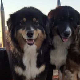 Australian Shepherds and Pembroke Welsh Corgis from Rocking K Ranch
