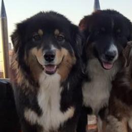 Australian Shepherds and Pembroke Welsh Corgis from Rocking K Ranch