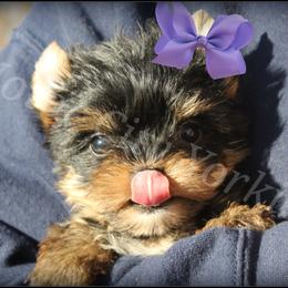 Yorkshire Terrier Puppies from Danielle's Yorkie Babies