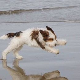 Australian Labradoodles from FernRidge