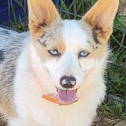 American Corgis from Corgiville Carolina