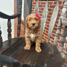 Kelly - Red  female Goldendoodle puppy in Mint Hill, North Carolina from DoodleForever