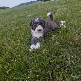 Chase F1b mini - Blue merle male Bernedoodle puppy in Beach City, Ohio from Blue Cloud Doodles