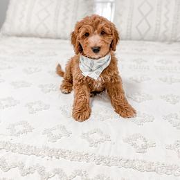 Surf - Goldendoodle