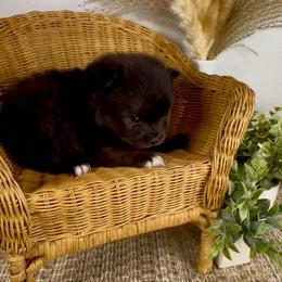 Breeze - Black female Pomeranian puppy in Eden, North Carolina from Whippoorwill Pomeranians