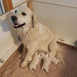 Golden Retrievers from Firesidegoldens
