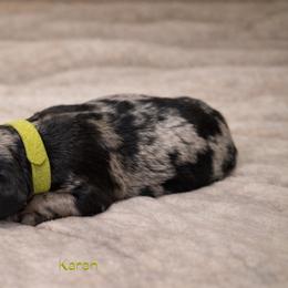 Karen Wheeler - Blue merle female Bernedoodle puppy in Bennett, Colorado from Darling Paws Bernedoodles, LLC