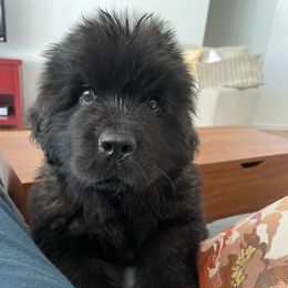Newfoundland Puppies from Cape Fear Newfoundlands