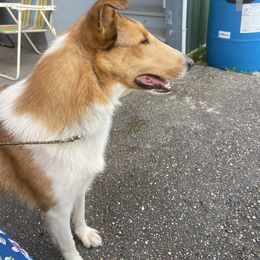 Azawakh, Collie, and Standard Schnauzer All Grown Up from Kokomo Kennels