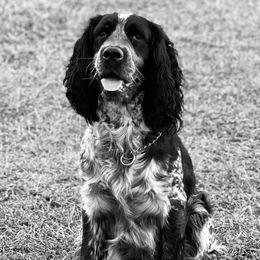 English Springer Spaniels from A&N Hobby Farm