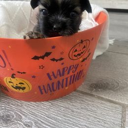 Shih Tzu Puppies from Riley Family Kennel