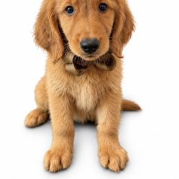 Maybach - Dark golden male Golden Retriever puppy in Chicago, Illinois from Urbane Retrievers