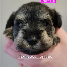 Marcia - Salt and pepper female Miniature Schnauzer puppy in Lebanon, Missouri from Playhouse Puppies