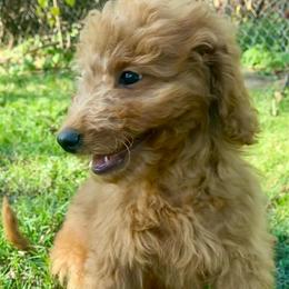 Lorenzo - Red  male Goldendoodle puppy in Bentonville, Arkansas from Bentonville Doodles