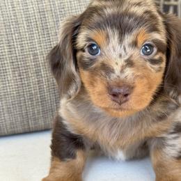 Willie - Dapple male Dachshund puppy in Bentonville, Arkansas from Boujee Buns Dachshunds