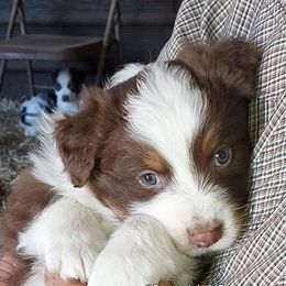 Australian Shepherds from Dellaganna Ranch