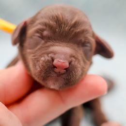 Praline - Chocolate female Australian Labradoodle puppy in Redding, California from Shasta Royal Monroe Puppies