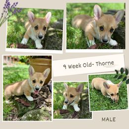 Boy 1 - Red collar - Fawn male Pembroke Welsh Corgi puppy in Maryville, Tennessee from R & T Farms