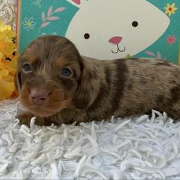 Dewey - Dapple male Dachshund puppy in Colbert, Oklahoma from Brooke Crenshaw