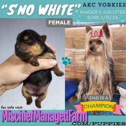 Yorkshire Terrier Puppies from Mischief Managed Farm