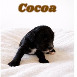 Cocoa - Black and white female Bernedoodle puppy in High Point, North Carolina from Kingsfield Doodles