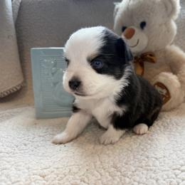 Vixen - Black tri male Toy Australian Shepherd puppy in Aurora, Missouri from Sweet Peach Puppies