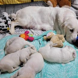 Golden Retriever Puppies from DeClercks Goldens
