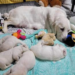 Golden Retriever Puppies from DeClercks Goldens