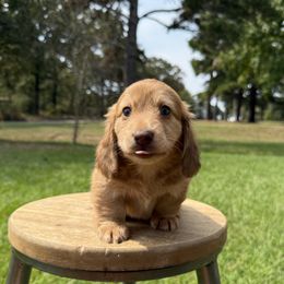 Huey - Red male Dachshund puppy in Bald Knob, Arkansas from Victoria’s Dachshunds