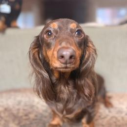 Bonnie Bear - Dachshund