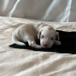 Black Collar Male - Parti male Goldendoodle puppy in Bradenton, Florida from Suncoast Goldendoodles