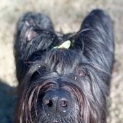 Briard Puppies from Sendero Briards