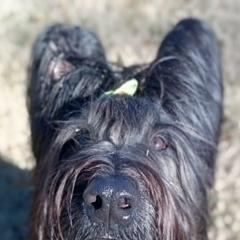 Briard Puppies from Sendero Briards