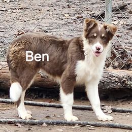 Ben - Border Collie