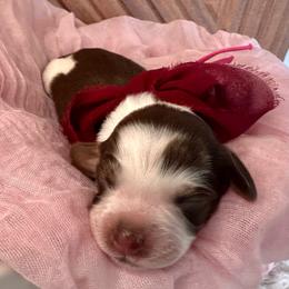 Hestia (hot pink) - Tri-color female Bernedoodle puppy in West Haven, Utah from Harper Haven Cavapoos & Doodles