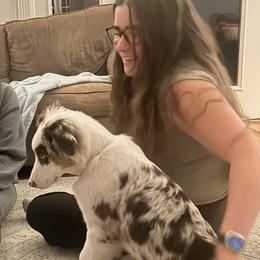 Australian Shepherd Puppies from Lovable Little Aussies