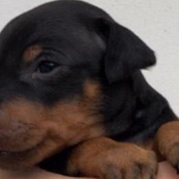 Manchester Terriers from Burmack Manchester Terriers