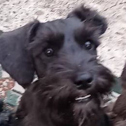 Nina - Miniature Schnauzer