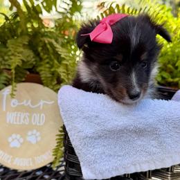 MINNIE - Black white and tan female Shetland Sheepdog puppy in Livonia, Michigan from M7’s Shelties, Toonies & AussieDoodles