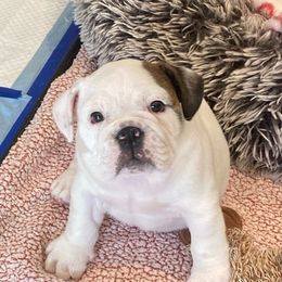 Bulldogs and Yorkshire Terriers from Rollin 7 Farm