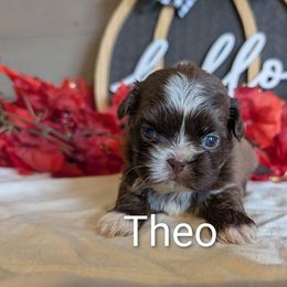 Theo - Liver and white male Shih Tzu puppy in Poultney, Vermont from Morgan's Shih Tzus