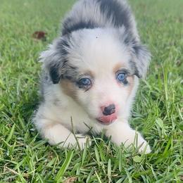 Vetta - Blue merle female Miniature American Shepherd puppy in Covington County, Alabama from Sweetbay Aussies/ Miniature American Shepherds