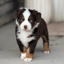 Yahnkees - Red tri male Miniature Australian Shepherd puppy in Grinnell, Iowa from Rural Iowa Aussies & Doodles