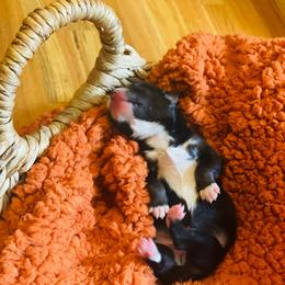 Hennessy - Black and white female Pomsky puppy in Greenville, South Carolina from Thicketty Mountain Pomskies