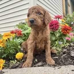 Makini - Red female Irish Doodle puppy in Hammond, Wisconsin from Queen of the Hill Puppies
