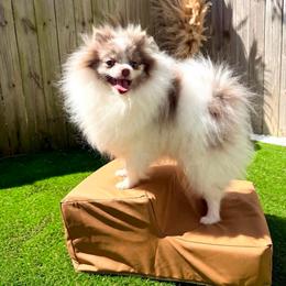 Lilly - Pomeranian