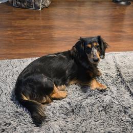 Fiona - Dachshund
