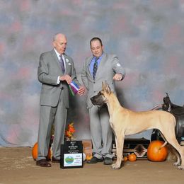 Great Dane and Portuguese Podengo Pequeno All Grown Up from GrinerDanes