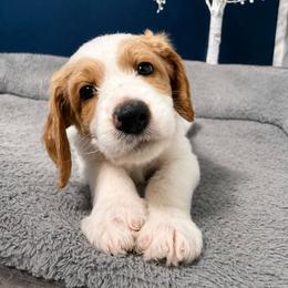Luffy - Parti male Goldendoodle puppy in Cherry Creek, New York from Doodles Pups of NY