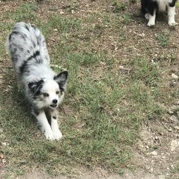 Toy Australian Shepherd All Grown Up from The Ranch of the Sun Toy Aussies